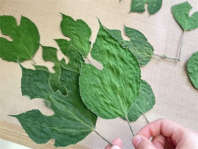 不變形、不變色構葉 微波烘干的作用過程