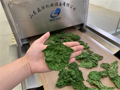 微波隧道爐烘干桑葉會有什么效果？