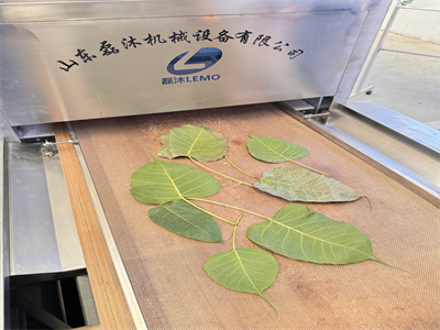 微波設備烘干后的菩提葉平整不卷邊，顏色依舊翠綠如初