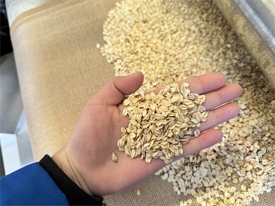 Microwave technology for pre ripening treatment of oats and other grains？
